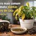 O maior erro da jardinagem doméstica explicado de forma simples